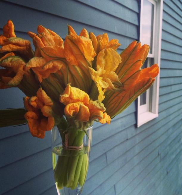 Pretty pumpkin blossoms